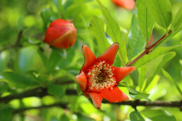 Pomegranate orange flower and blossom on bush in the garden. Punica granatum on  late summer