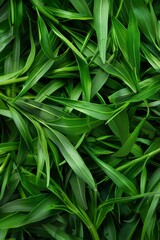 Wall Mural - Estragon twigs, tarragon sprigs, fresh artemisia dracunculus grass, green spice leaves banner illustration