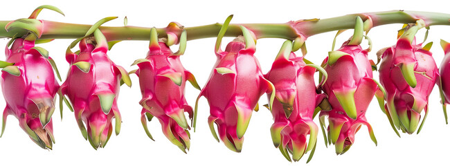 Sticker - Bunch of dragon fruits hanging from a branch