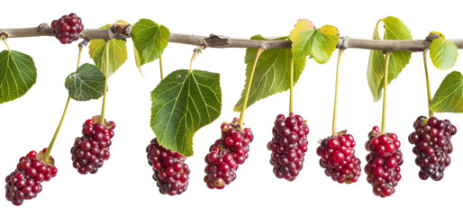 Wall Mural - Bunch of mulberries hanging from a branch on transparent background