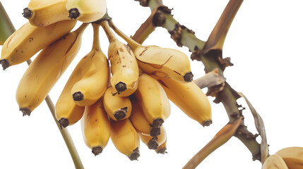 Wall Mural - Bananas hanging from a tree branch