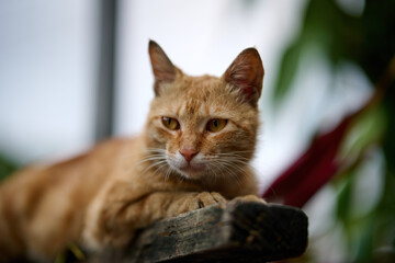 A cute domestic cat sitting in a garden in Sha Tau Kok, Hong Kong