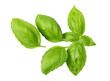 © Gresei - Fresh green basil leaves isolated. png file