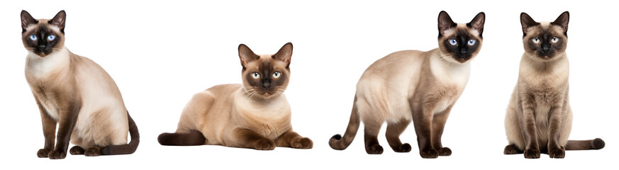 siamese cat png cut out element set