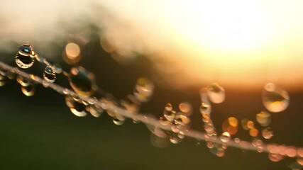 Macro video of dewdrops on a spider web glistening in the early morning light.
