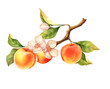 © Gribanessa - Peach branch. Hand drawn fruit illustration with flowers. Isolated on white.