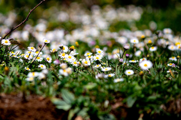 Daisy field. Bloom, blossom. White flower. Daisy. Garden. Horizontal photo. Selective focus.	