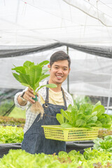 Wall Mural - Owner farmer working and Asian man gardener in agriculture industry. Hydroponic agricultural system. Business small concept