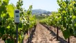 © Heng Heng - AI Stock - Cutting edge IoT sensors installed in a vineyard continuously monitoring and collecting crucial data on moisture and temperature levels to enable precision driven sustainable agriculture practices