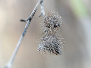 Detail of thorny berries of a dried plant