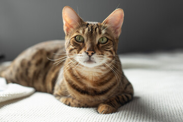 Bengal red tabby cat lies on a white knitted blanket in a bright room, pet portrait, shorthair cat, leopard-colored cat
