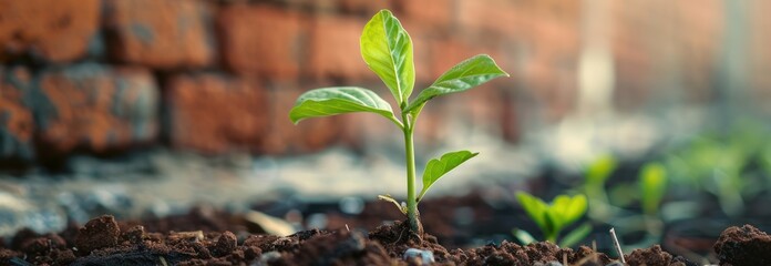 Canvas Print - New Life Emerging From The Ground