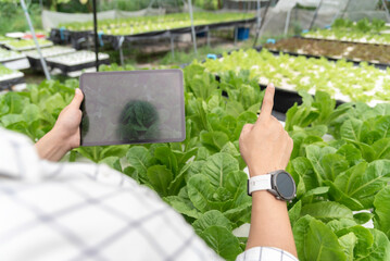 Wall Mural - Owner farmer working and Asian man gardener in agriculture industry. Hydroponic agricultural system. Business small concept