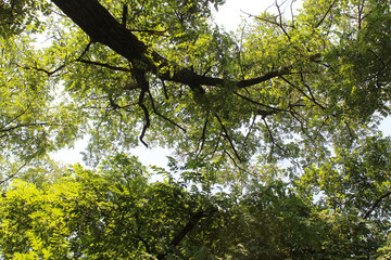 leaves and sun, green leaves against sky, tree in the park