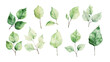 © ki - Various Watercolor Leaves Illustration on Transparent Background, Design Element for Creative Projects, Natural and Elegant Leaf Designs for Digital Art