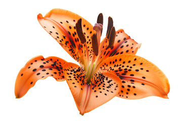 a bright orange tiger lily petal isolated on a transparent background 