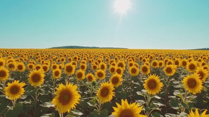 Wall Mural - A vast expanse of vibrant sunflower fields, their yellow faces turned towards the sun, with a deep blue sky as the backdrop.