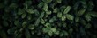 © Rawpixel.com - Lush evergreen foliage background