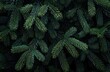 © Rawpixel.com - Lush evergreen pine tree branches