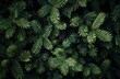 © Rawpixel.com - Lush evergreen foliage background texture