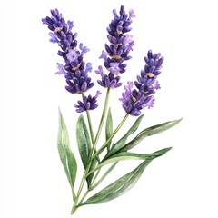 Poster - Lavender botanical watercolor art illustration