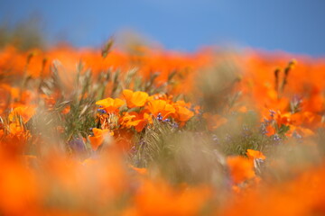 Sticker - A vibrant field of orange poppies with soft focus.