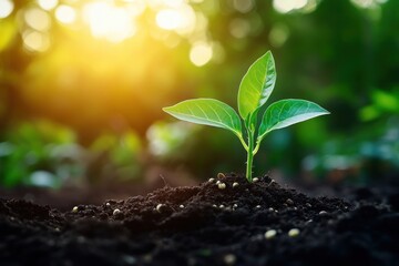 Wall Mural - Young plant in fertile soil