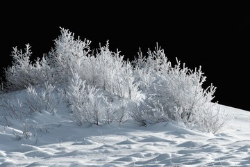 Poster - Snowy winter landscape with frost