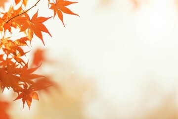 Wall Mural - Autumn leaves on blurred background