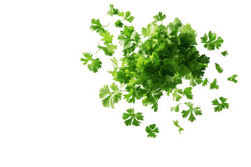 Fresh Parsley Explosion: A vibrant burst of green parsley leaves scattered against a pristine white background, evoking a sense of freshness and culinary inspiration. Perfect for adding a touch of nat