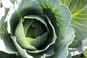 Green cabbage growing in field on sunny day, closeup