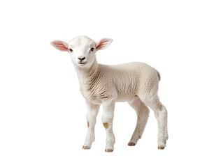 a small white lamb standing