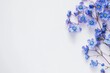 © Viam - Serene blue forget-me-nots on pristine white background