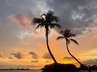 trees at sunset