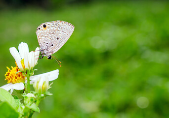 Close-up of butterfly on a flower in the natural light on a beautiful morning.