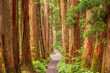© SeanPavonePhoto - Togakushi Shrine in Nagano, Japan with the Cedar Trees