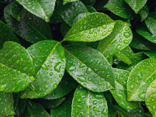 Green leaves with dew drops in the background, symbolizing the freshness and purity of nature, reflecting ecology and harmony