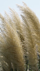 Pampas grass in the park . High quality photo