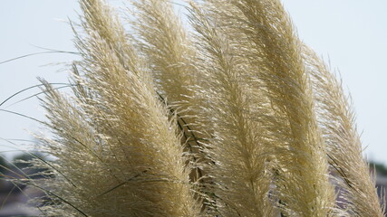 Pampas grass in the park . High quality photo