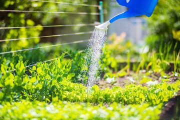 Watering vegetable plants on a plantation in the summer heat with a watering can. Gardening concept. Agriculture plants growing in bed row