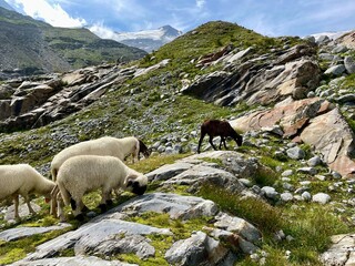 Sticker - Wanderung Innergschlöß - Felsenkapelle - Schlatenkees - Osttirol