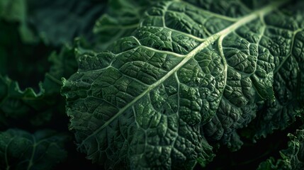 Close-up of a single kale leaf, showing its detailed texture and fresh green color