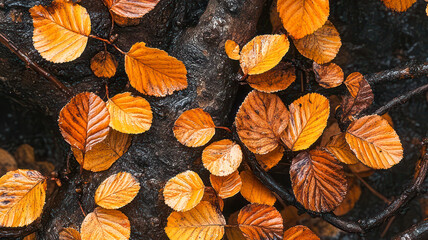 Wall Mural - Rich autumn leaves blanket a mossy tree trunk in a serene forest setting