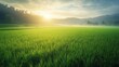 © kenza07 - Sunrise over a Green Rice Paddy Field
