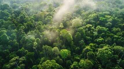 Wall Mural - forests play a crucial role in carbon sequestration, capturing and storing carbon dioxide from the a