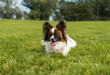 © Kostya - The Papillon dog on the grass