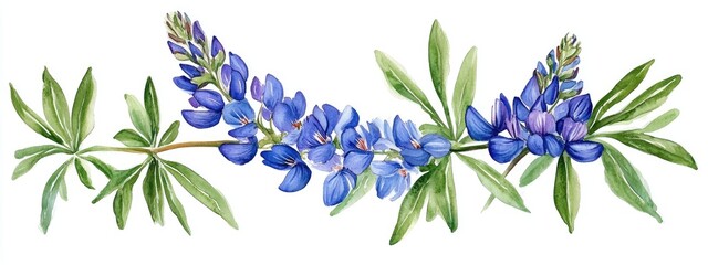 Wall Mural - Watercolor illustration of blue lupine flower with green leaves isolated on a white background suitable for botanical stickers compositions wedding invitations packaging cards labels and textile p