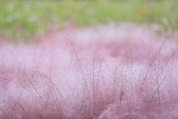 Wall Mural - Autumnal view of maple of pink muhly flowers at flower garden near Uiwang-si, South Korea