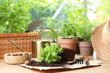 Wall Mural - Transplanting plant. Potted herbs, clay pebbles and gardening tools with soil on wooden table indoors