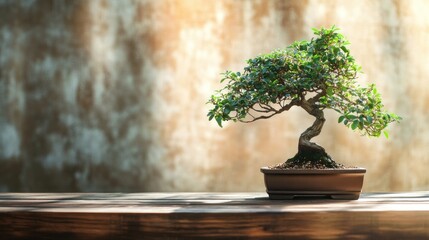 Bonsai Tree on Wooden Table